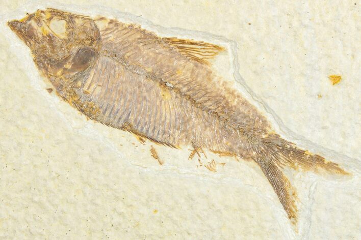 Detailed Fossil Fish (Knightia) - Wyoming #333883
